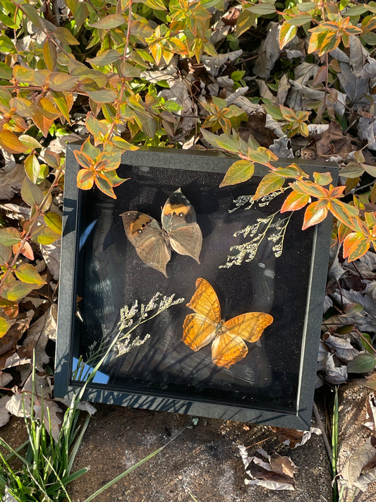 Classic Butterfly Shadowbox