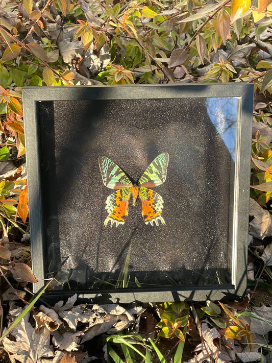 Classic Sunset Moth Shadowbox