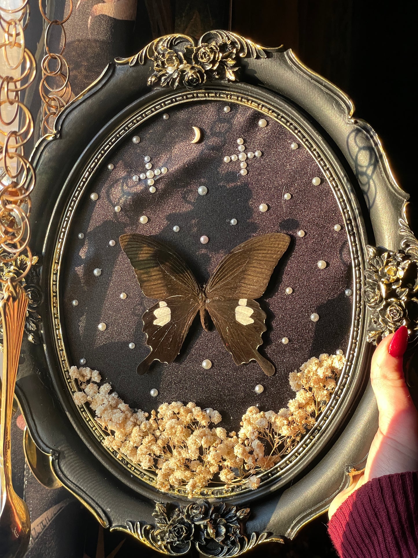 Black Swallowtail Shadowbox