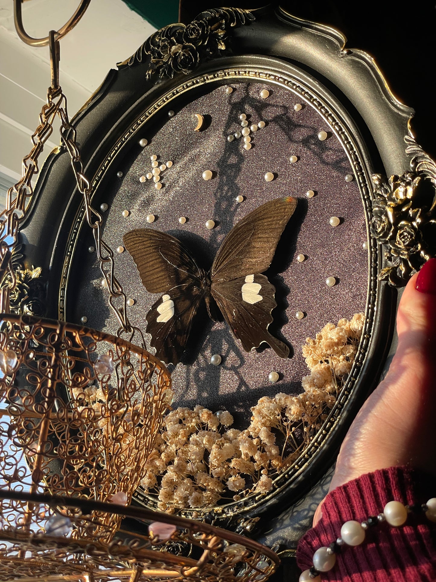 Black Swallowtail Shadowbox